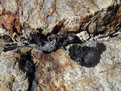 Umbilicaria cylindrica