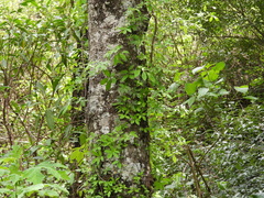Solanum appendiculatum