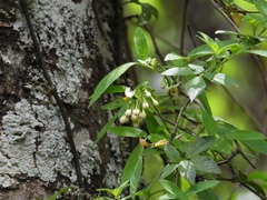 Solanum appendiculatum