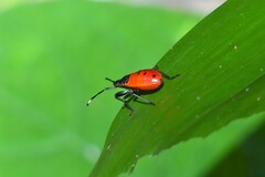 Macrocheraia grandis