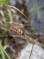 Carex castanea