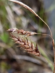Carex castanea