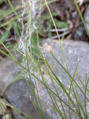 Trichophorum alpinum