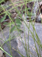 Trichophorum alpinum