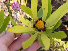 Leucadendron microcephalum