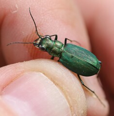 Cicindela nigrocoerulea