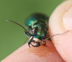 Cicindela nigrocoerulea
