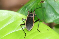 Iphita limbata