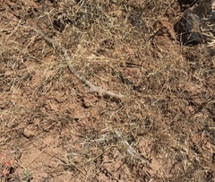 Coluber constrictor mormon