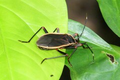 Iphita limbata