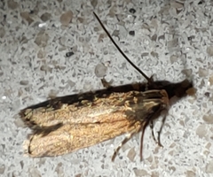 Dichomeris juncidella