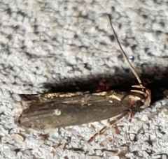 Dichomeris juncidella