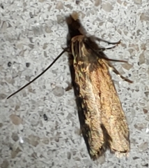 Dichomeris juncidella