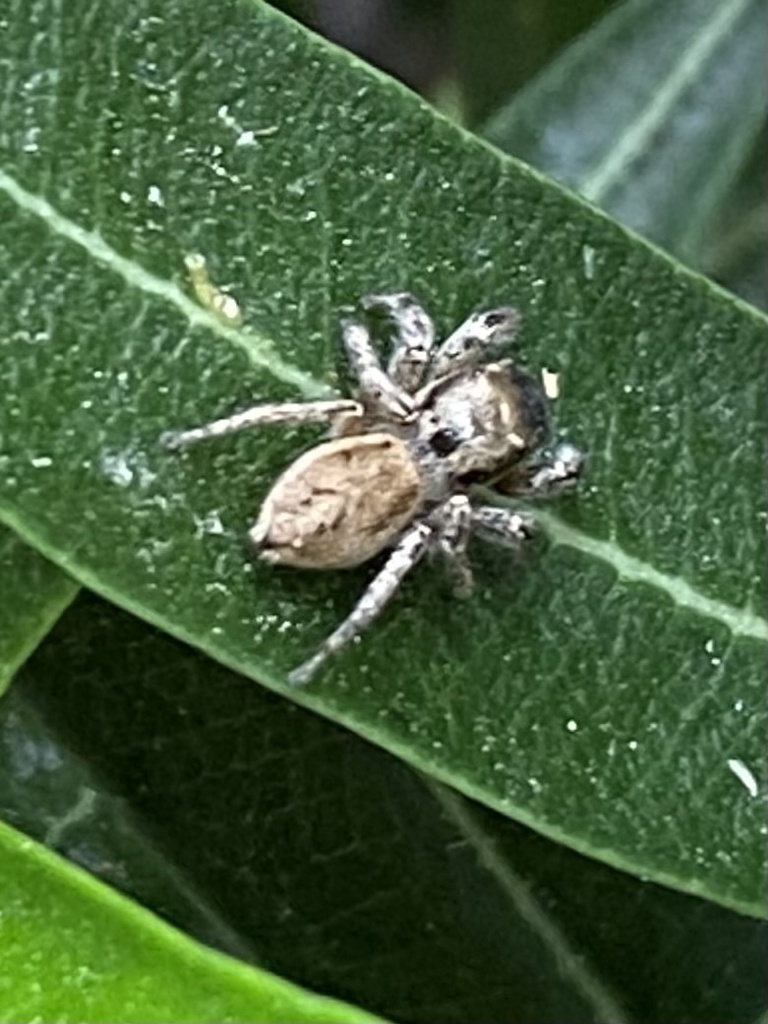 Paradise Jumping Spiders from S Tucson Blvd, Tucson, AZ, US on July 12 ...