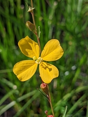 Ludwigia maritima