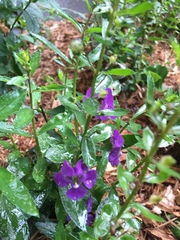 Angelonia angustifolia