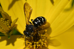 Dianthidium subparvum