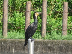 Phalacrocorax carbo hanedae