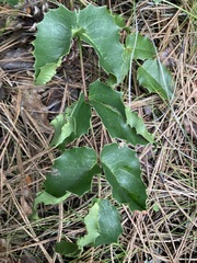 Aceria caliberberis
