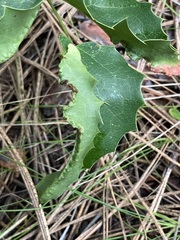 Aceria caliberberis