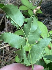 Aceria caliberberis