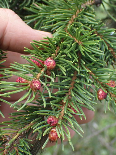 Western white spruce (Picea × albertiana)
