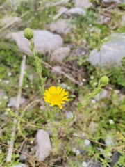 Grindelia oxylepis