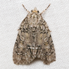 Acronicta modica