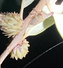 Andricus quercusfoliatus