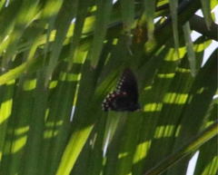 Battus philenor acauda