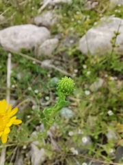 Grindelia oxylepis