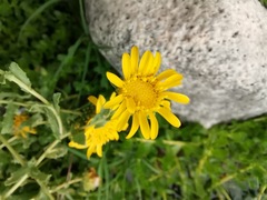 Grindelia oxylepis