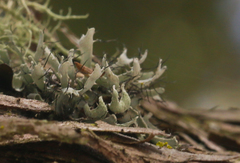 Heterodermia leucomelos