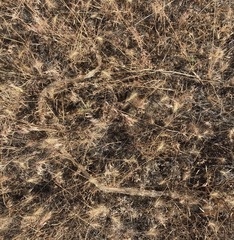 Coluber constrictor mormon