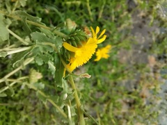 Grindelia oxylepis