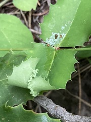 Aceria caliberberis