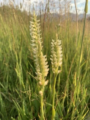 Spiranthes romanzoffiana