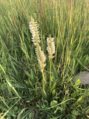 Spiranthes romanzoffiana