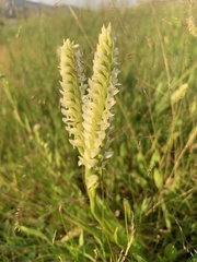 Spiranthes romanzoffiana