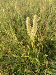 Spiranthes romanzoffiana