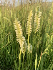 Spiranthes romanzoffiana