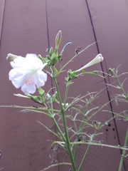 Mirabilis longiflora