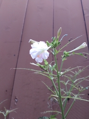 Mirabilis longiflora