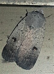 Proteuxoa hypochalchis