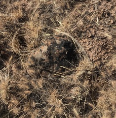 Coluber constrictor mormon