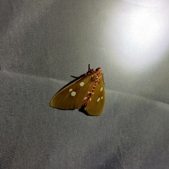 Tinolius eburneigutta