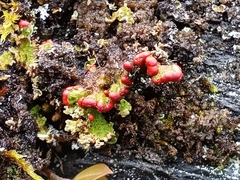 Cladonia lopezii