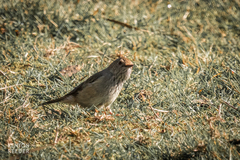 Acanthiza pusilla diemenensis