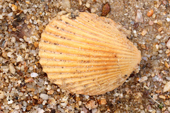 Vasticardium vertebratum