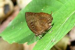 Arhopala centaurus